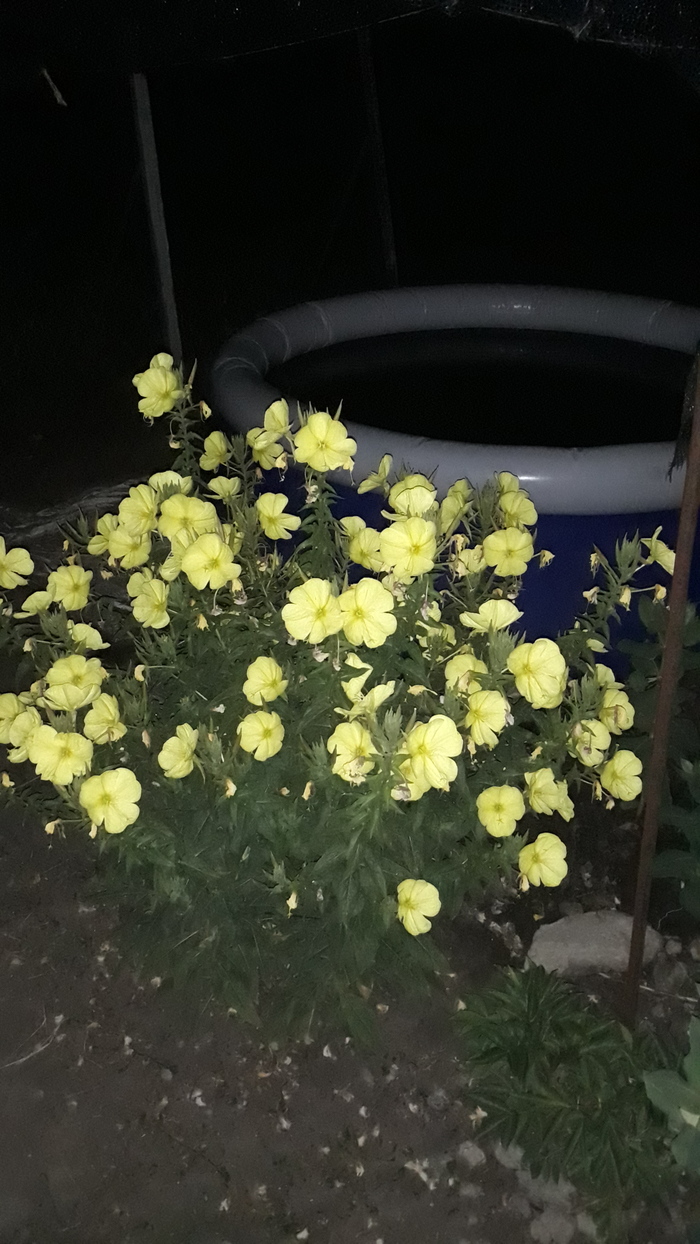 Подскажите пожалуйста как называются эти цветы. Распускаются ночью