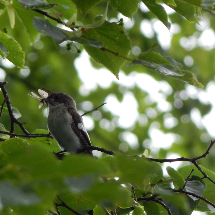 forest hunter - My, Birds, Ornithology, Biology, The photo, Chelyabinsk