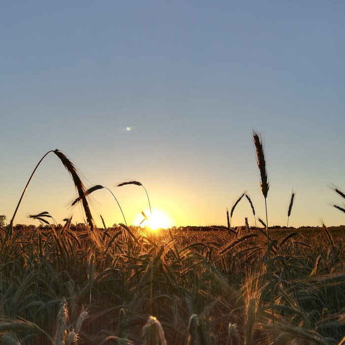 Belarus - My, Nature, Field, Sunset, beauty, Moment, Republic of Belarus