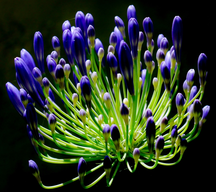 Похожий на салют цветок