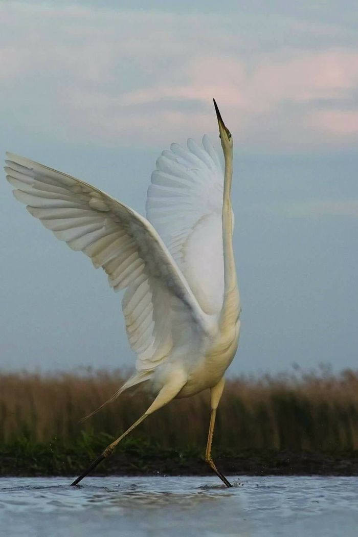 Birds - Dancing - Birds, Dancing, Longpost, Grace, Gracefulness, The photo, wildlife