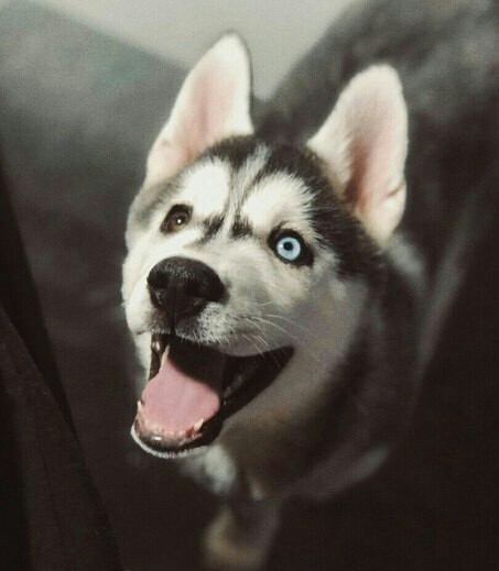 Husky traveler. The dog is on the train. - My, Husky, Siberian Husky, Travel across Russia, Russian Railways, Dog, Pets, Friend of human, Black Sea, Longpost