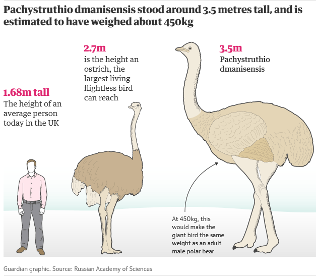 Fossils of the largest bird of the Northern Hemisphere found in Crimea - Paleontology, Interesting, Informative, Birds, , Crimea, Find, Copy-paste, Longpost, Giants