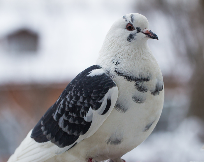 How it all began... - My, Birds, Nature, Nature and man, Longpost