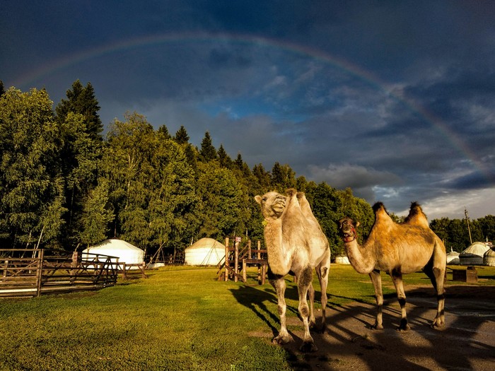 Rainbow - My, Rainbow, After the rain, Camels, Bactrian camel