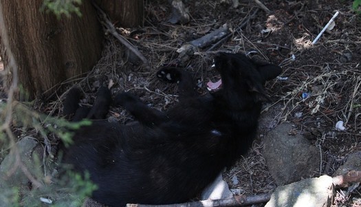 And again the Crimean cat hunting - My, cat, Catomafia, Crimea, Black cat, Hunting, Longpost