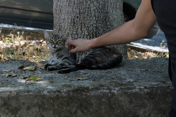 And again the Crimean cat hunting - My, cat, Catomafia, Crimea, Black cat, Hunting, Longpost