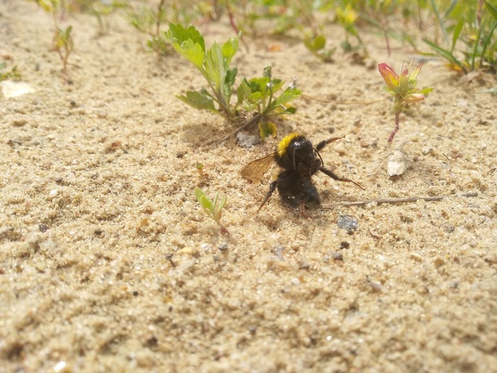 Bumblebee got tired - Bumblebee, Bumblebee, My, Longpost