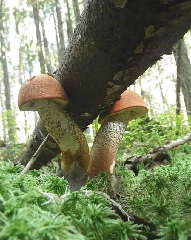 ,  , , , 