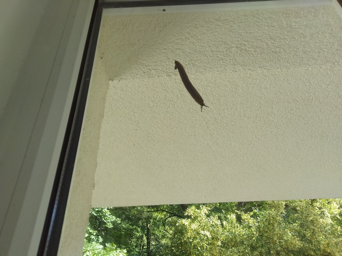 C- Purposefulness. - My, Tenacity, Purposefulness, Nature, Animals, Slug, House, Window, The photo, Slug