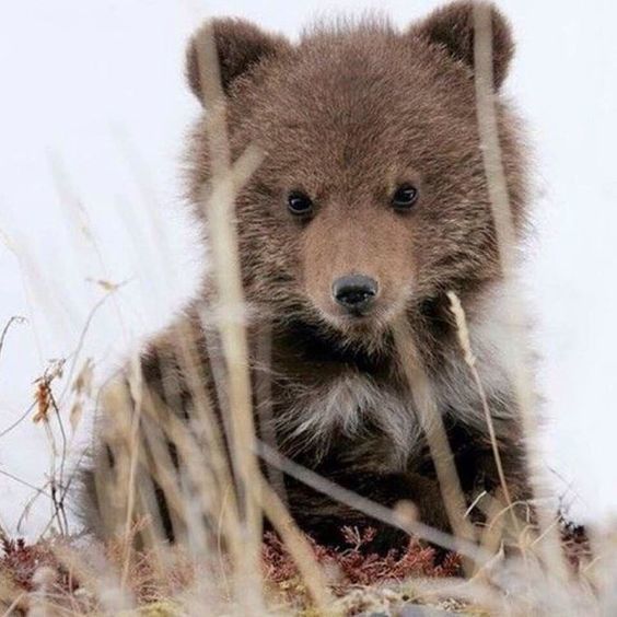 Крошка мишка