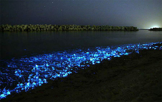 Glowing sea. - , Bioluminescence, Phytoplankton, Longpost