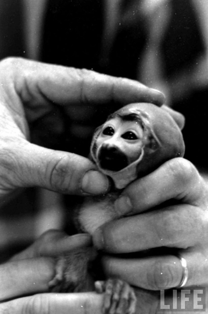 ������������ ��������� � ������ ��� ���������-����������, ������������� �����, 1958 ���.