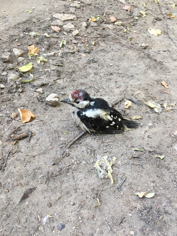 Woodpecker Molly - My, Great spotted woodpecker, Longplast, Longpost