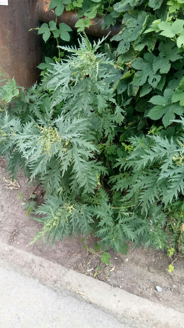 What kind of plant? Help( - My, What kind of plant, Rash, Help, Longpost