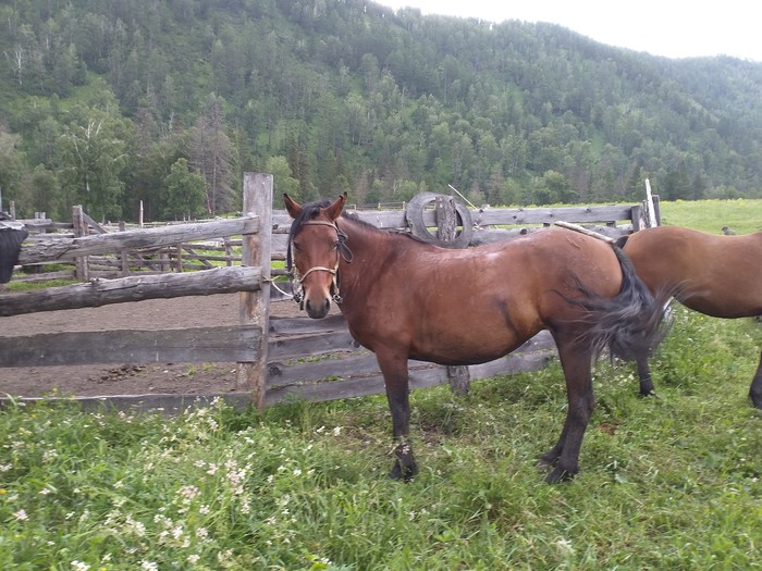 Rest in Gorny Altai. - My, Camping, Mountain Altai, Longpost, Altai Republic