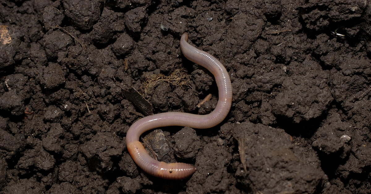 как черви влияют на почву