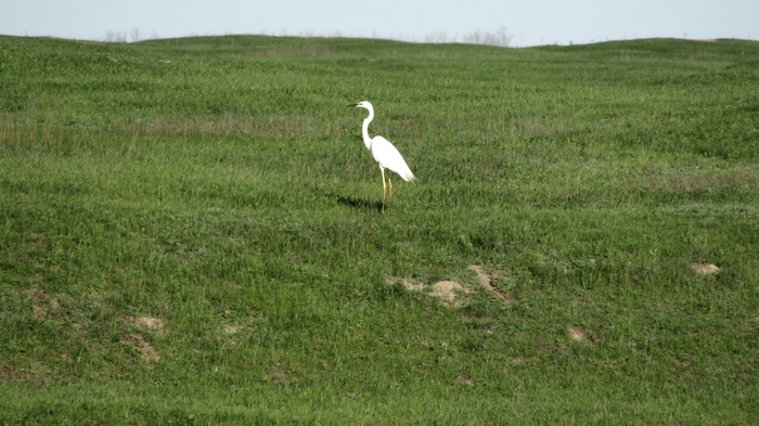 Heron - My, Egret, Beginning photographer, Accident, The nature of Russia, Pridonye, Longpost