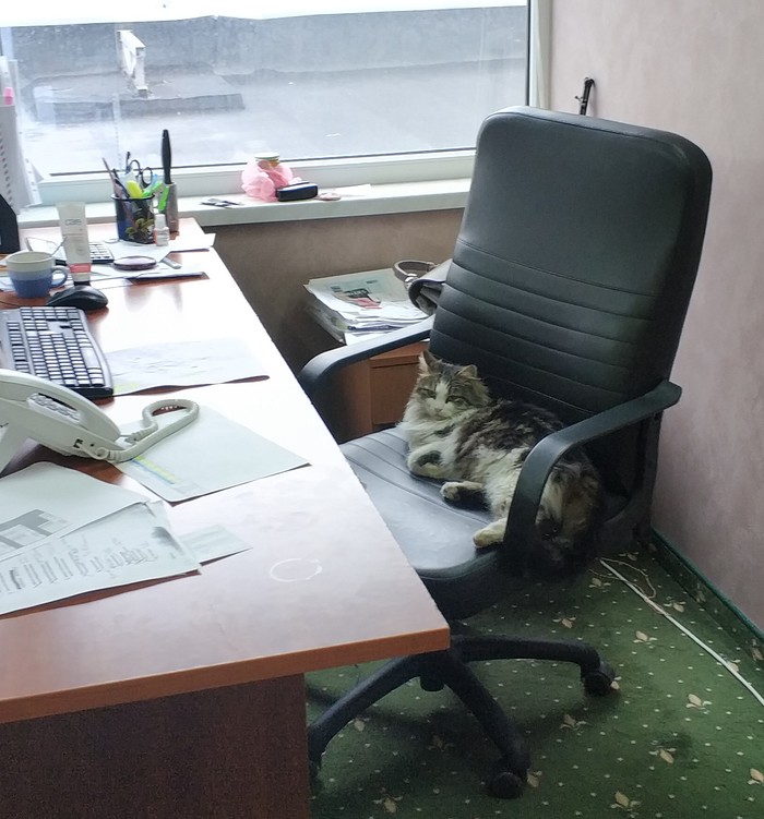 Workplace of an office cat. - My, cat, Office, Work