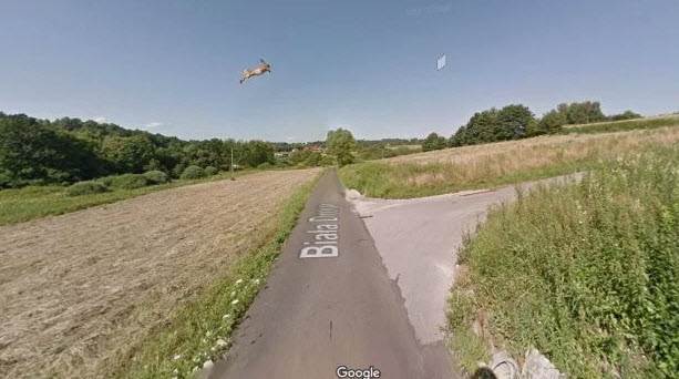Google Street View car took a picture of itself hitting a hare - Animals, Hare, Auto, Google street view, Longpost