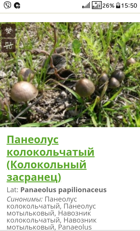 Mushrooms are rowing. - My, Miracle Mushrooms, Humor, Longpost, Hallucinogenic mushrooms