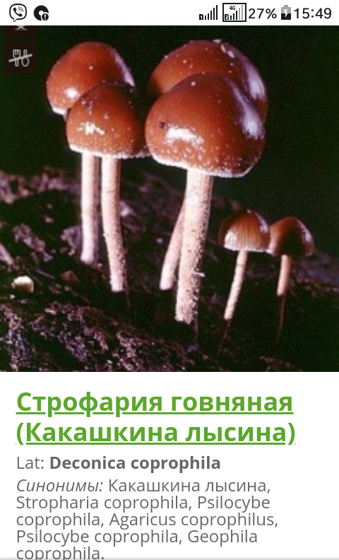 Mushrooms are rowing. - My, Miracle Mushrooms, Humor, Longpost, Hallucinogenic mushrooms