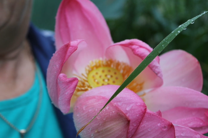 Lotus blossom. - My, Volgograd region, Lotus