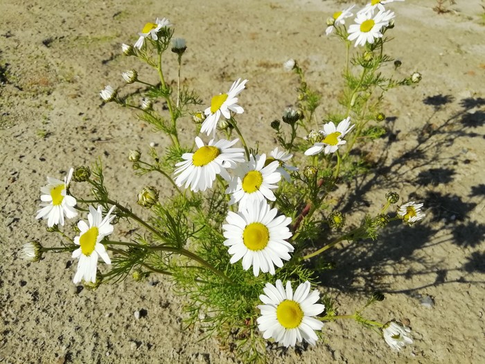 Daisies, something else and a deer - My, North, The photo, Flowers, Deer, Longpost, Deer