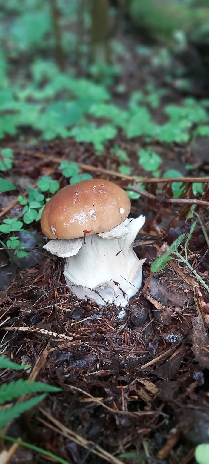 Silent hunting 2019 (continued). - My, Mushroom pickers, Mushrooms, Porcini, Longpost