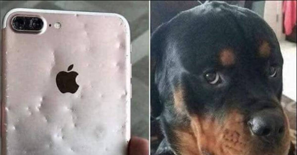 Собака с айфоном фото