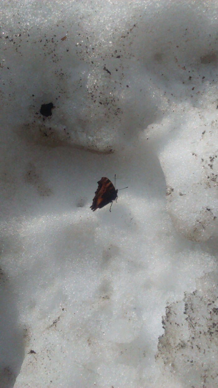 May Kamchatka butterfly - My, Snow, Butterfly