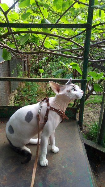 Walk in the cottage)) - My, Dacha, Dobi, Sphinx, Sochi, cat