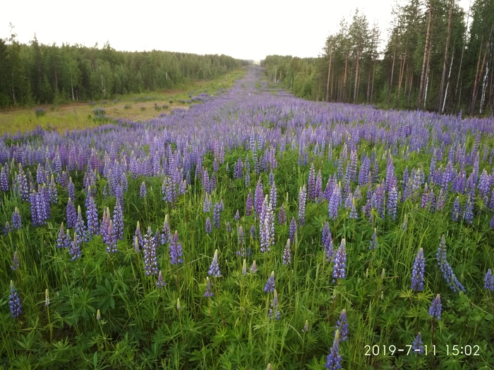 flowers - My, Lupine, The nature of Russia, North, Flowers, Beautiful