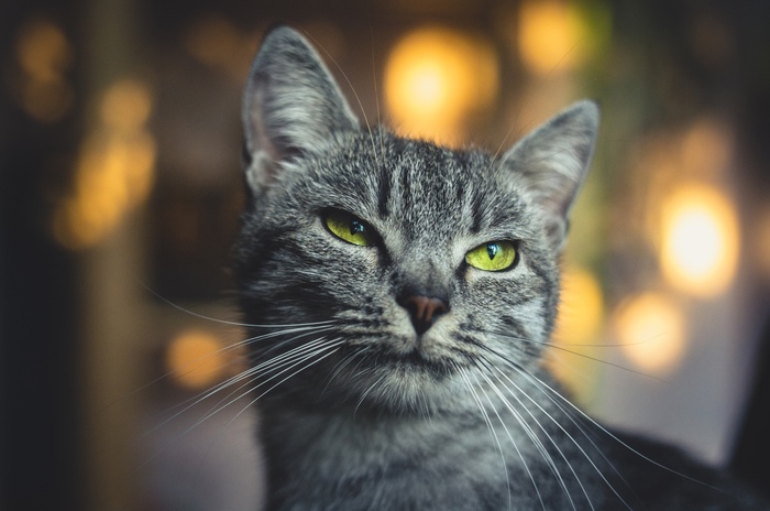 Anfisa - My, cat, The photo, Pets, Portrait, Bokeh, Longpost