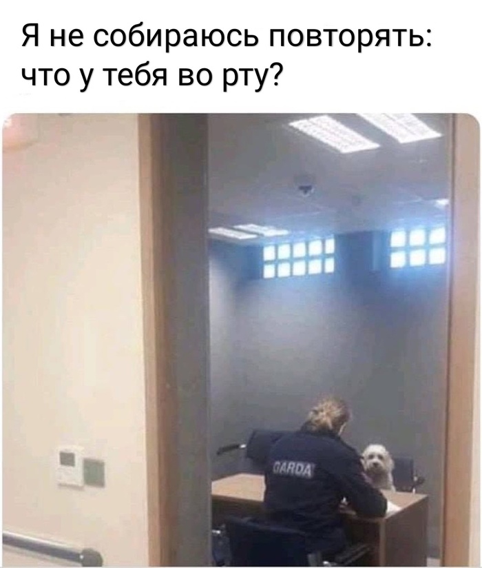 Who has a dog - will understand - Dog, Police, Interrogation