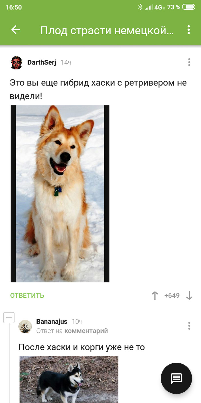 Comments again :) - Dog, Siberian Husky, Alaskan Malamute, Toy Terrier, Hybrid, Comments on Peekaboo, Longpost