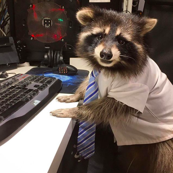 Best Employee - Raccoon, Costume, Office, , Best Employee