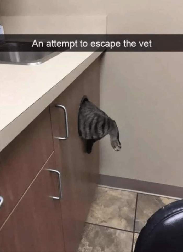Trying to escape the vet. - cat, Vet, Escape, Catomafia