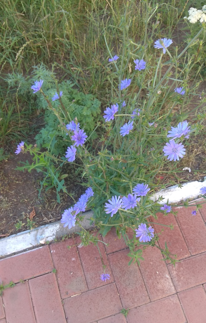 Flowers - Flowers, beauty of nature, Wildflowers