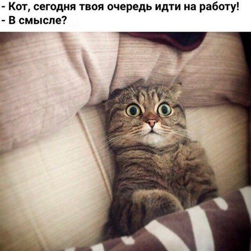 Актуальненько!!! - Когтеточка, Кошкин дом, Большие кошки, Трехцветная кошка, Котомафия, Кот, Котята, Работа