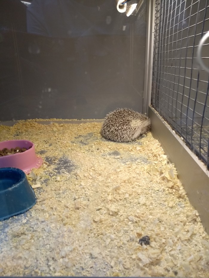 Wild animal in a pet store - Pet Shop, My, Hedgehog, wildlife