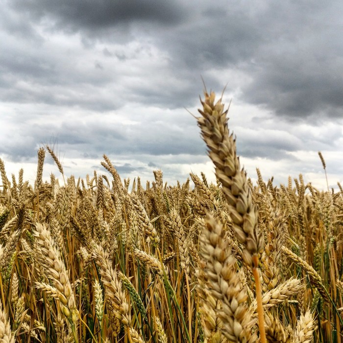 Field - My, The photo, Landscape, Russia, Field