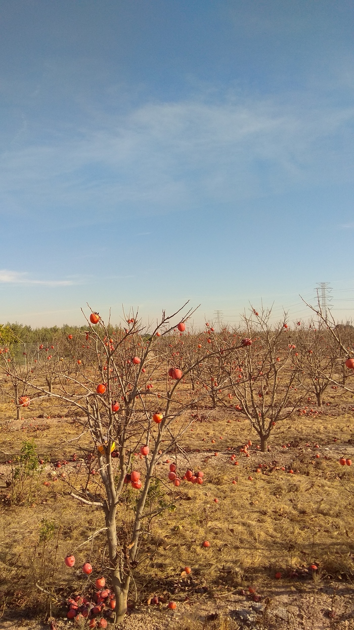 How does persimmon grow? - My, Persimmon, Spain, Фрукты