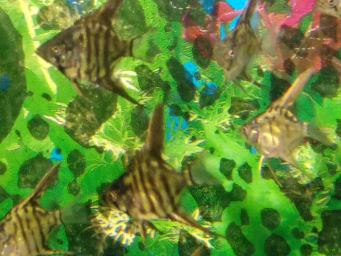 fry angelfish - My, Aquarium, Aquarium fish, Video