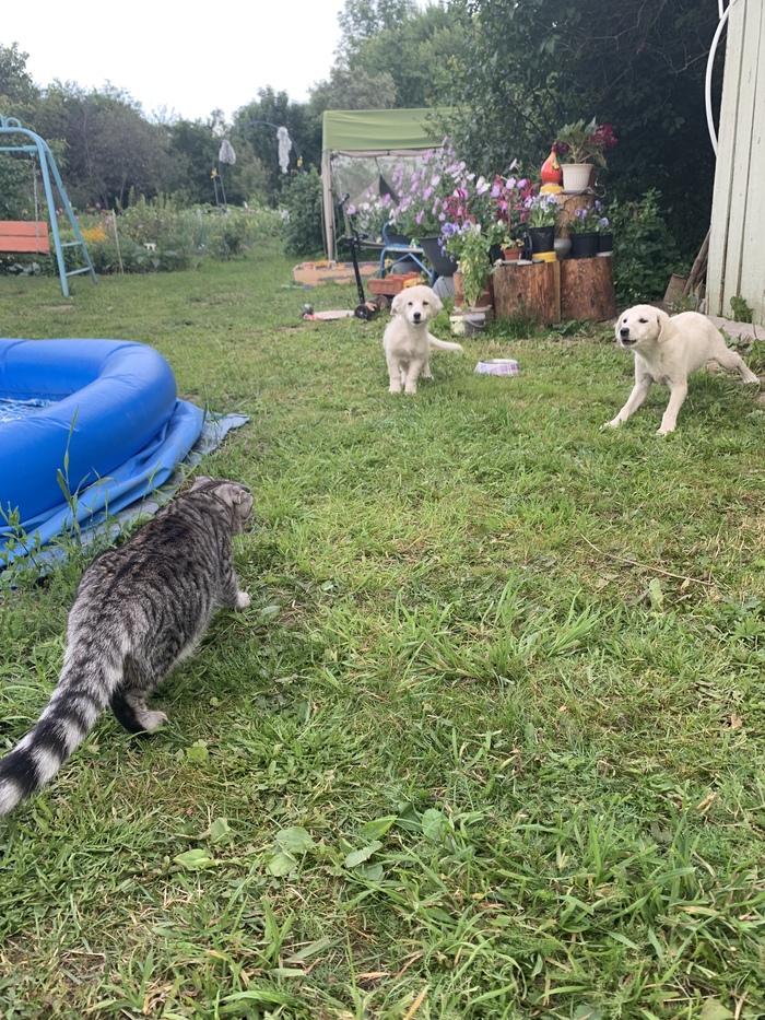 Cat, hunter. Doesn't let puppies relax. - My, Kot Korzhik, cat, Hunter, Catomafia