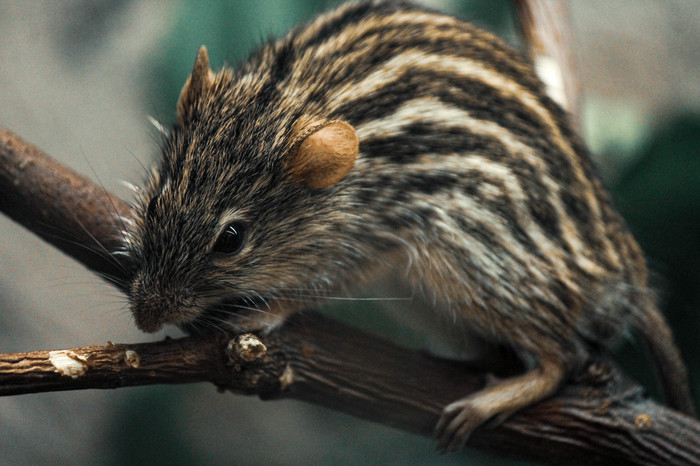 Tallinn Zoo ,  , , 