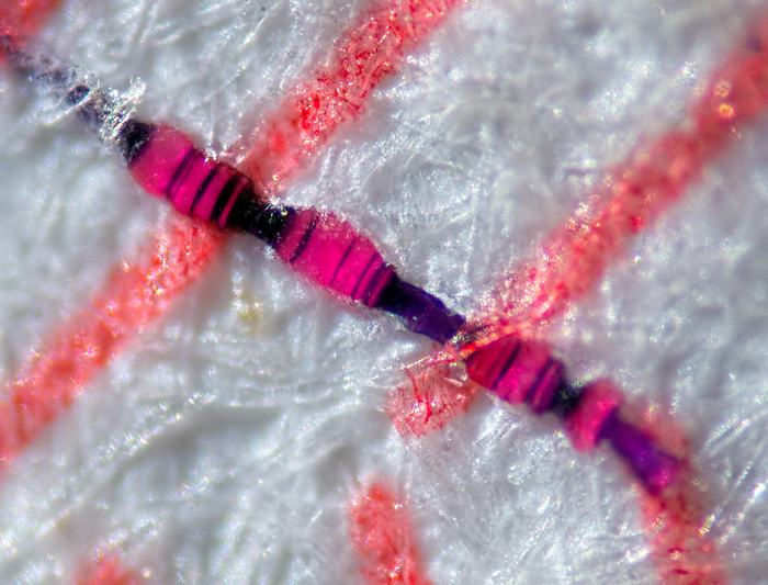 Snake in money.. - My, Macro, Microfilming, Money, Protection, Microscope, Macro photography