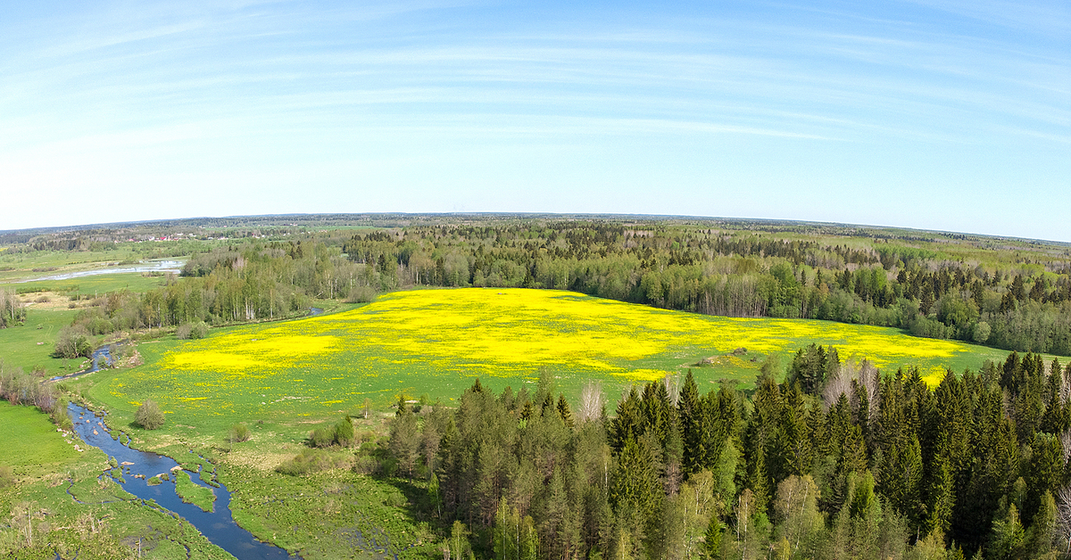 Речка с болотистыми берегами и цветочное рапсовое поле | Пикабу