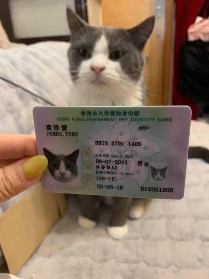 Moustache, paws and tail - these are my documents! exclaimed the cat Matroskin from Vacation in Prostokvashino, but he was not allowed into Hong Kong. - cat, Catomafia, Identity card, Hong Kong, The photo