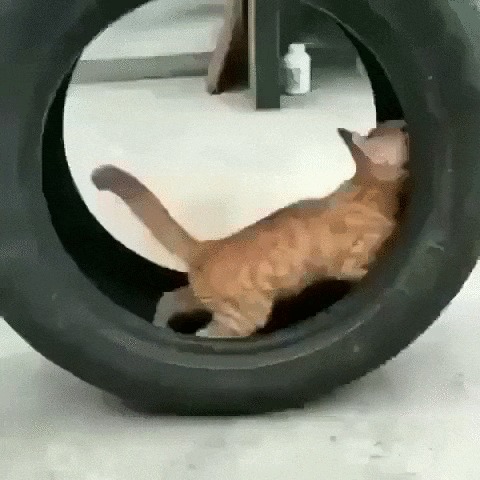 Вероятно, в прошлой жизни он был белкой Кот, Котомафия, Животные, Колесо, Игры, Позитив, Видео, Гифка